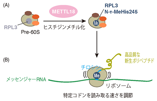 リボソームにおけるPRL3タンパク質のヒスチジンメチル化の役割の図