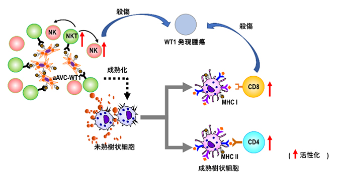 aAVC-WT1による免疫サイクル活性化のメカニズムの図