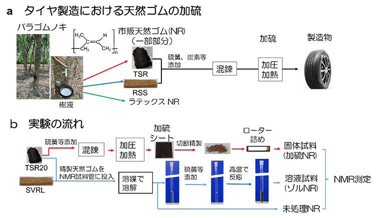 タイヤ製造における天然ゴムの加硫と、本実験の流れの比較の図