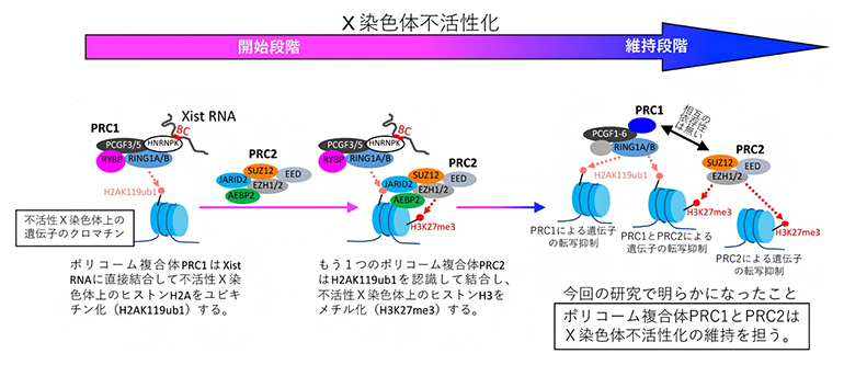 今回の研究結果を含むX染色体不活性化におけるポリコーム複合体の役割の概略の図