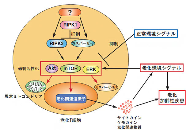 RIPK1によるT細胞の老化と加齢性疾患発症の制御メカニズムの図