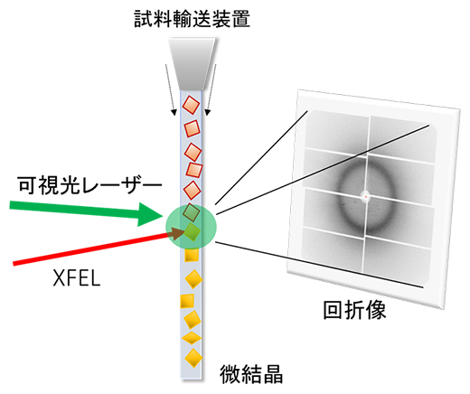 連続フェムト秒結晶構造解析（SFX）法の図