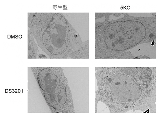 H3K9メチル化とH3K27トリメチル化の欠損によるヘテロクロマチンの消失の図