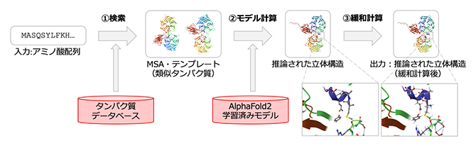 AlphaFold2（AF2）がアミノ酸配列から立体構造を推論する手順の図