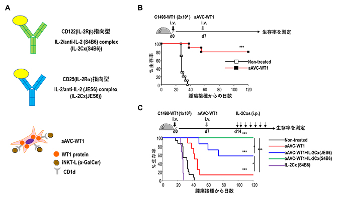 進行白血病モデルマウスに対するaAVCとIL-2Cxの併用投与による生存率の図