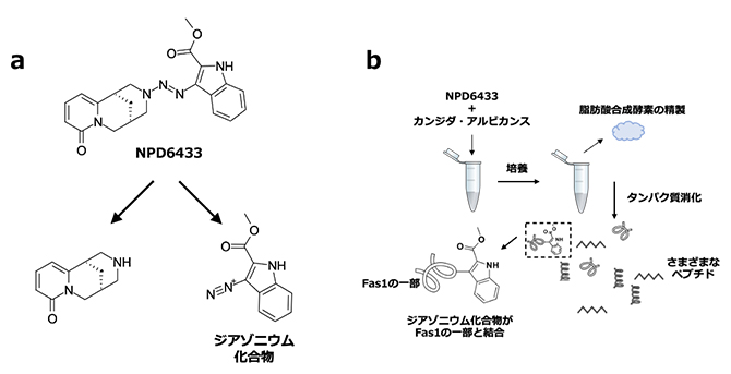 NPD6433から生じるジアゾニウム化合物とFas1タンパク質との結合の図