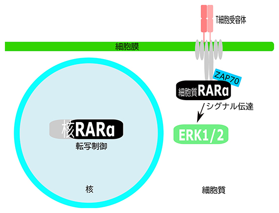 T細胞におけるレチノイン酸受容体（RARα）の二つの機能の図