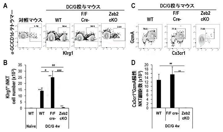 活性化刺激後のNKT細胞におけるZeb2の機能の図
