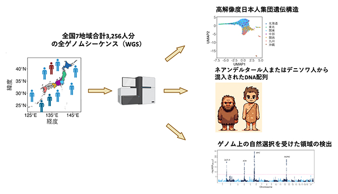 大規模な日本人の全ゲノムシーケンスから日本人集団の遺伝的構造などを解明の図