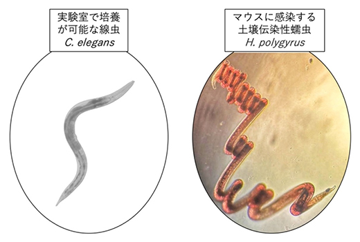 本研究で用いた線虫類の図