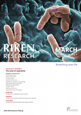 RIKEN Research Volume 6 Issue 3