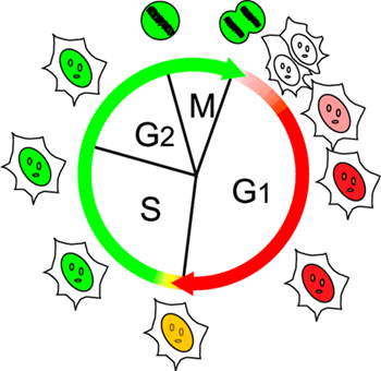 Fucci技術により、細胞周期の進行に応じて細胞の核の色が変化する様子の図