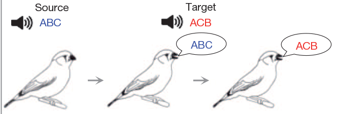Diagram showing the process of a bird learning the song