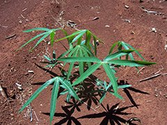Image of cassava plant