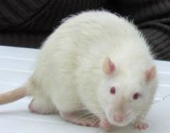 Image of a rat. Photo by Joanna Servaes from Wikimedia Commons
