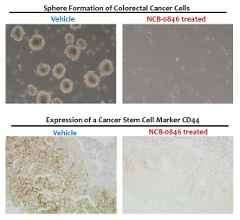 Images showing the effect of NCB-0846