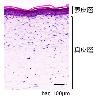 次世代人工皮膚「Advanced Skin」の写真