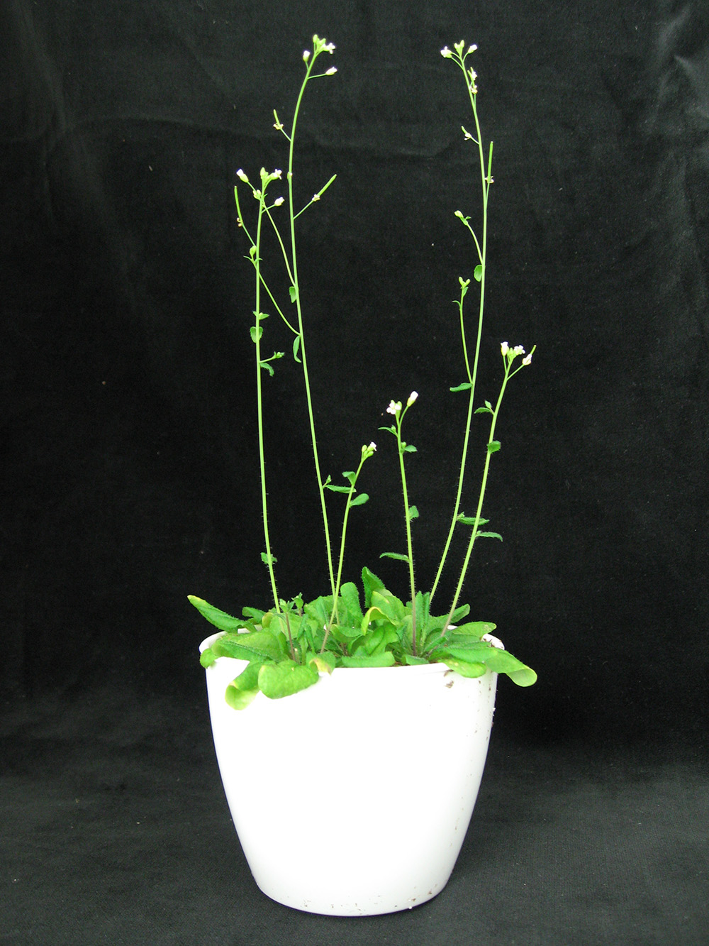 Arabidopsis plant