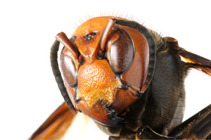Image of giant hornet