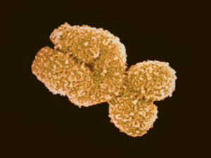 Image of chromosome