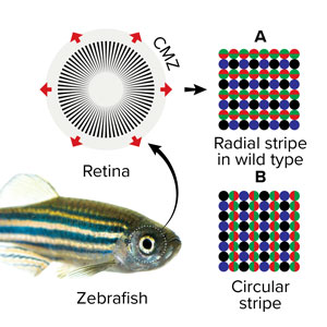 Image of fish retina pattern