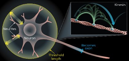 Image of a neuron