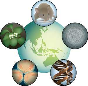 Image of biological resources at the RIKEN BioResource Center