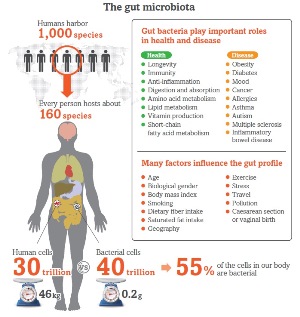 Infographic explaining the roles of the gut microbiota