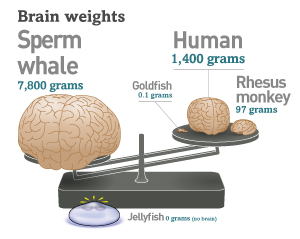 data on brain weights
