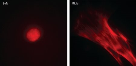 Images of cells cultured on soft and rigid substrates