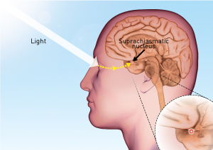 Image showing how light affects the circadian rhythm