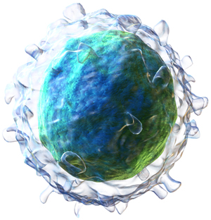 Image of B cell