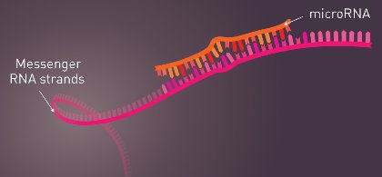 Image of RNA and microRNA