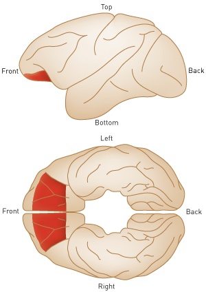 Dorsal and ventral views of brain