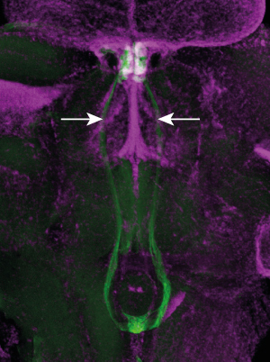 Microscopic image of zebrafish brain slice