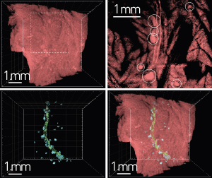 Image showing the computational analysis on mouse tissues