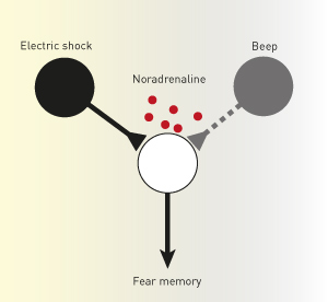 Schematic showing the creation of fear memory