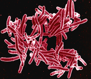 Image of bacteria