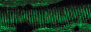 Image of tracheal tubules of fruit flies