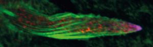 Image of Drosophila bristle cells