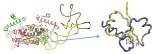 Image of enzyme and tRNA