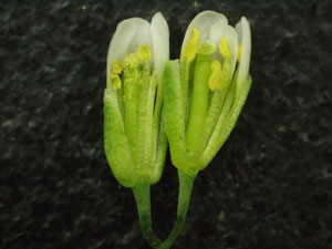 Image of flowers