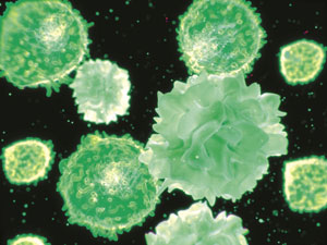 Image of T cells