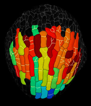 Image of clones overlaid on a microscopy image of a sepal Image of clones overlaid on a microscopy image of a sepal