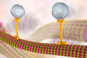 Image of microtubules conveying molecules and motor proteins