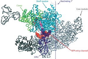 Image of the RNAP-Gfh1 Image of the RNAP-Gfh1