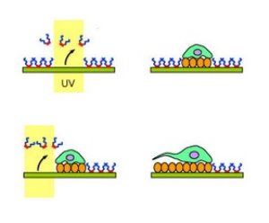 Image of adhesive patch and its migration
