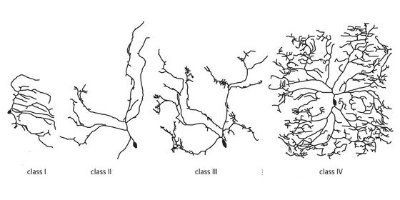 Image showing the four classes of sensory nerve cells in Drosophila