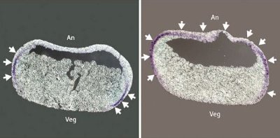 Image of Xenopus embryos