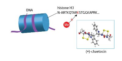 Image of DNA strands and histone proteins